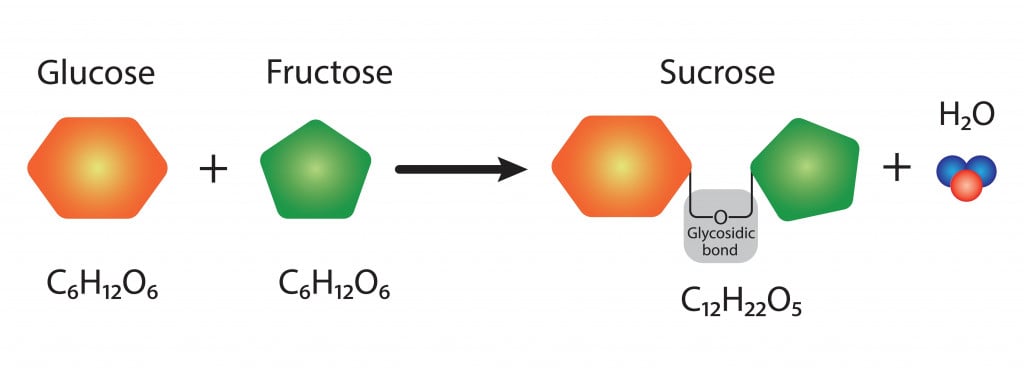 sucrose-formaion-glycosidic-bond-formation-two