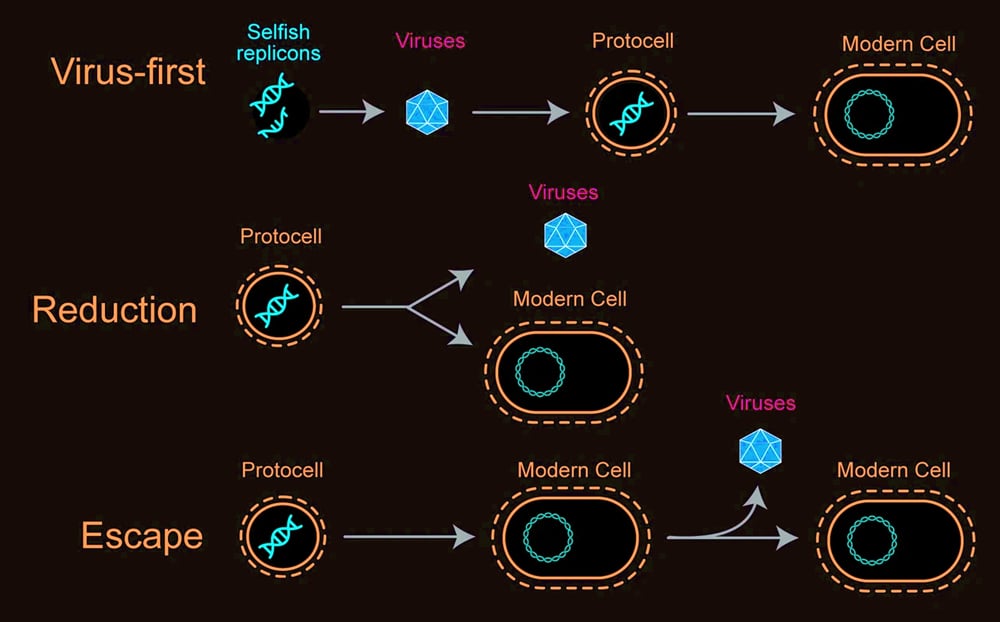 virus come from