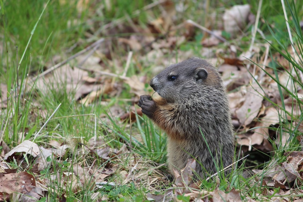 Woodchuck,Pup,Eating,A,Blade,Of,Grass