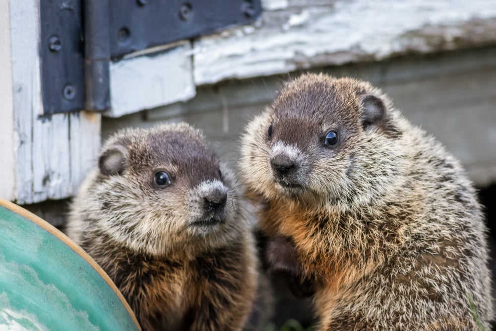 Young,Groundhog,Pair,(marmota,Monax),Near,Shed,In,Springtime