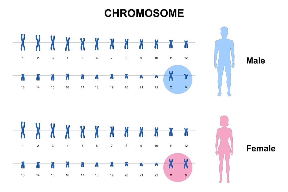 Autossomo e cromossomo sexual, cariótipo humano normal, homens e mulheres.  molécula de DNA.