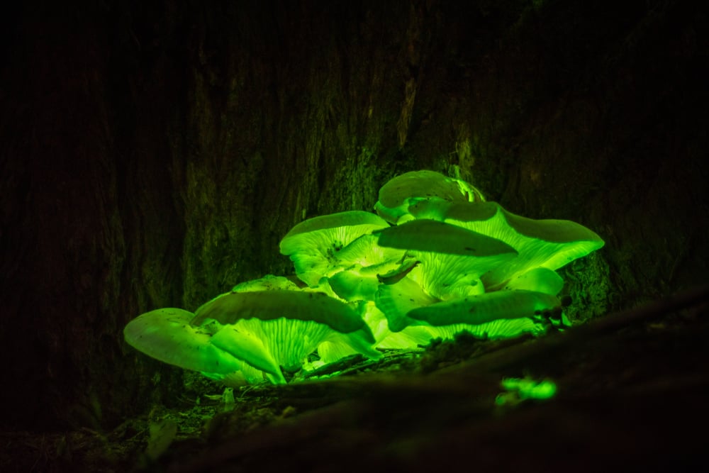 Bioluminescence,Ghost,Mushroom,Found,In,Thirlmere,Lakes,National,Park,,Wollondilly,