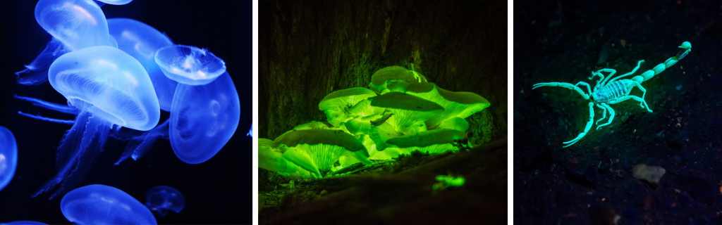 Bioluminescent animals