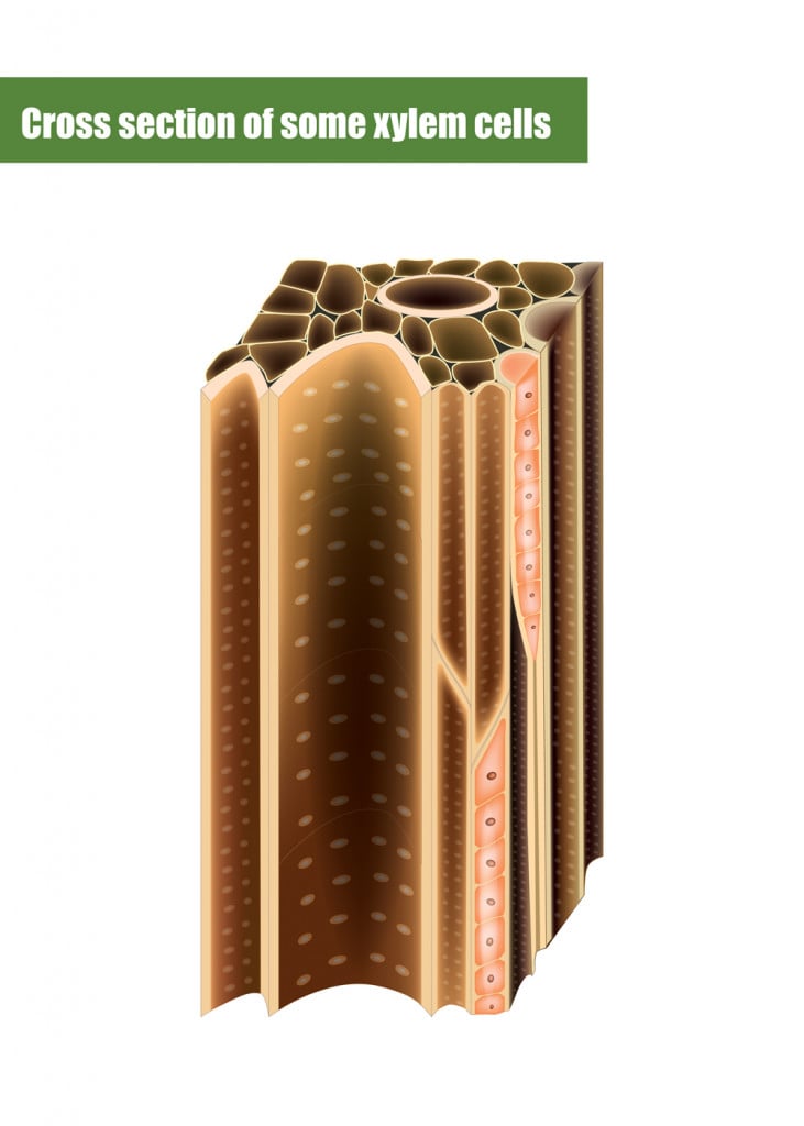 Cross section of some xylem cells. Xylem is a type of transport tissue in vascular plants.