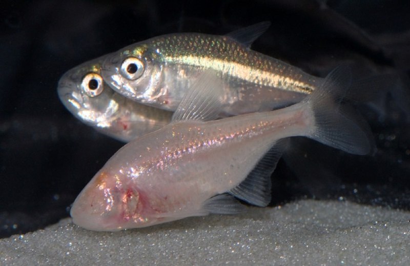 Epigean and cave-dwelling Mexican tetras Astyanax mexicanus