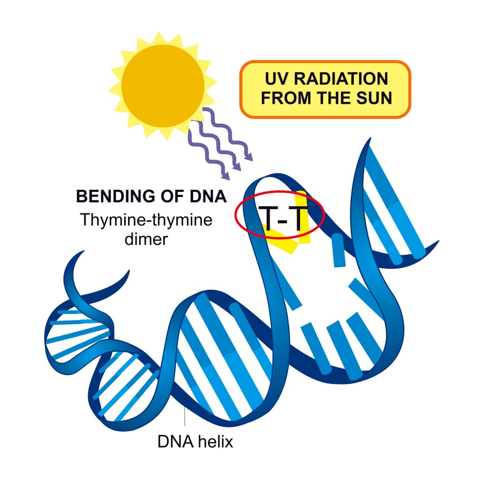 Exposure,For,Ultra,Violet,Radiation,Forms,Thymine,Dimers,In,The