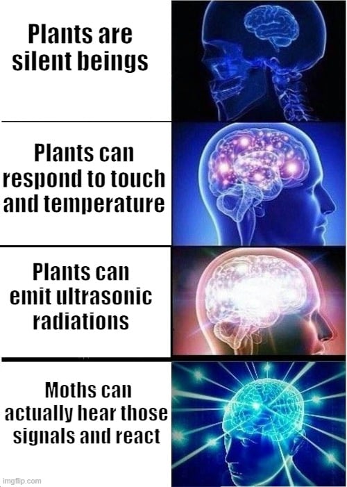 Plants are silent beings meme