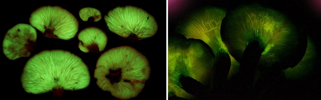 Pleurotus japonicus and Omphalotus olearius mushroom