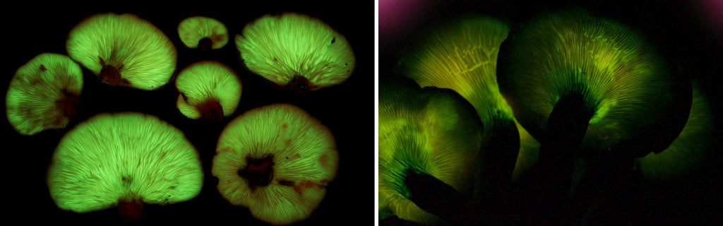 Pleurotus japonicus and Omphalotus olearius mushroom