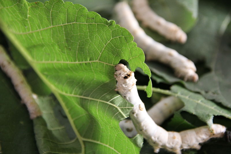 Silkworm China