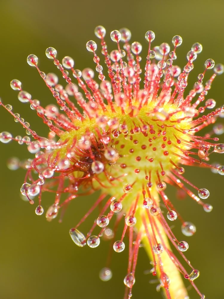 Sundew,(drosera,Rotundifolia),Lives,On,Swamps,And,It,Fishes,Insects