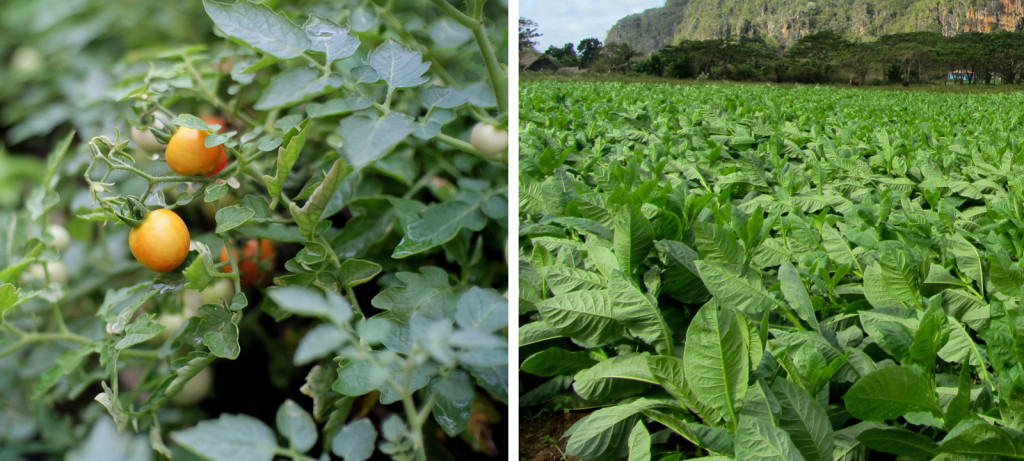 The experiments were conducted on tomato and tobacco plants