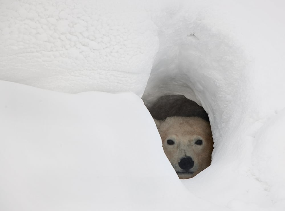 The,Polar,Bear,Looks,Out,Of,A,Snow,Den