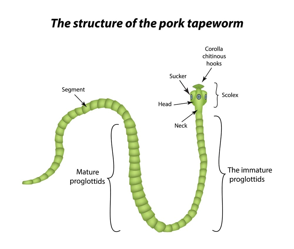 The,Structure,Of,The,Pork,Tapeworm.,Infographics.,Vector,Illustration,On