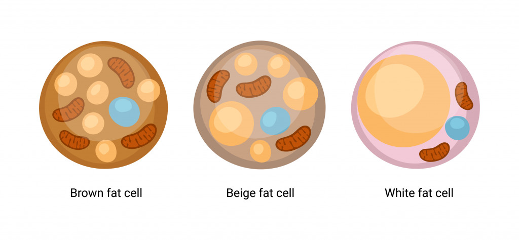 Conjunto de vetores de células de gordura marrons, bege e brancas.  Ilustração de tecido adiposo