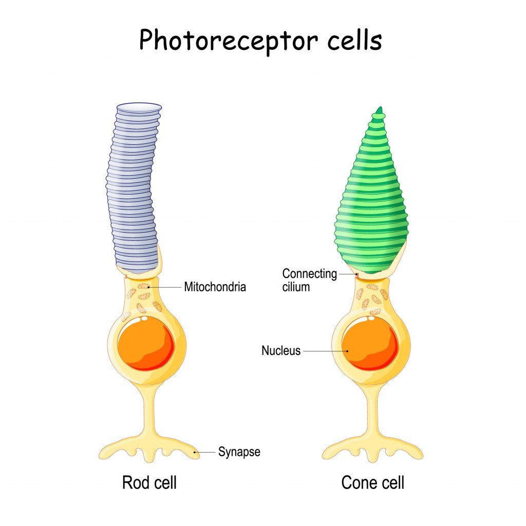 anatomy-photoreceptor-cell-retina-eye-cone