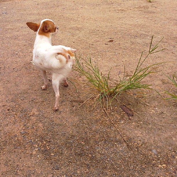 female-chihuahua-dog-pee-on-grass_t20_R2KxEB