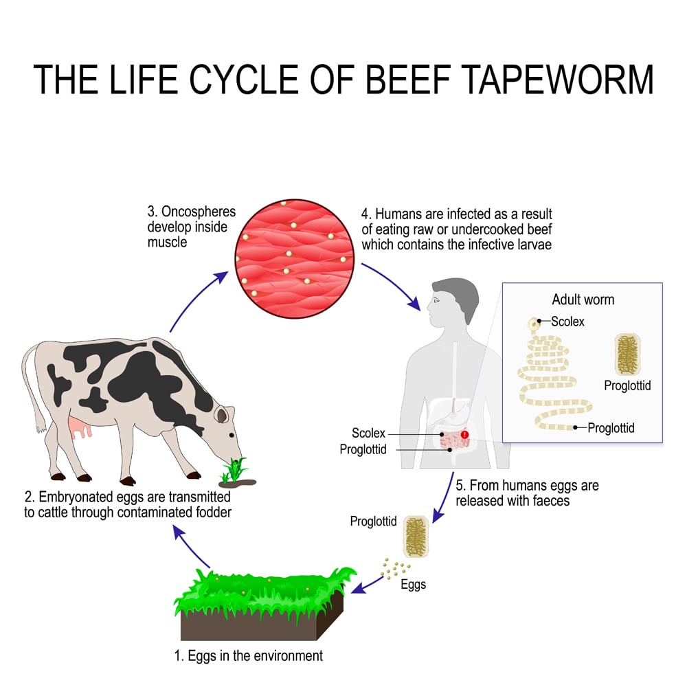The,Life,Cycle,Of,Taenia,Saginata,(beef,Tapeworm).,Silhouette,Of