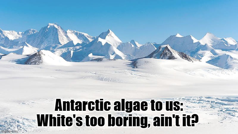 Antarctic algae to us