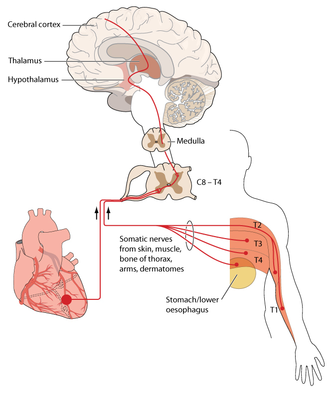 Nerve,Pathways,From,The,Chest,And,Arm,Compared,To,Nerve