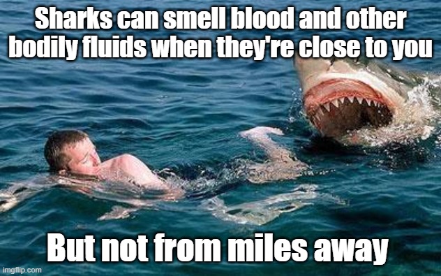 Tubarões podem sentir o cheiro de sangue e outros fluidos corporais quando estão perto de você meme
