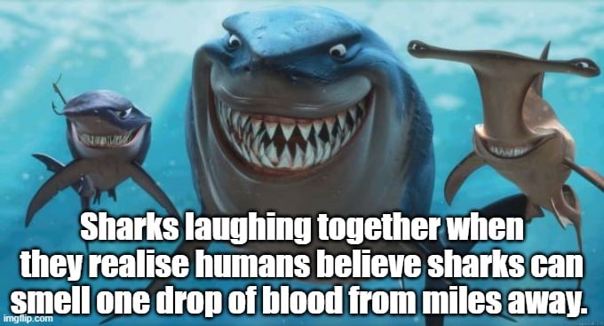 Sharks laughing together when they realise humans believe sharks can smell one drop of blood from miles away meme