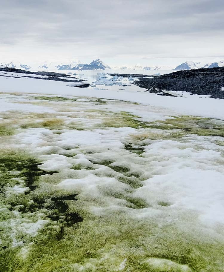 The green snow algae of Antarctica