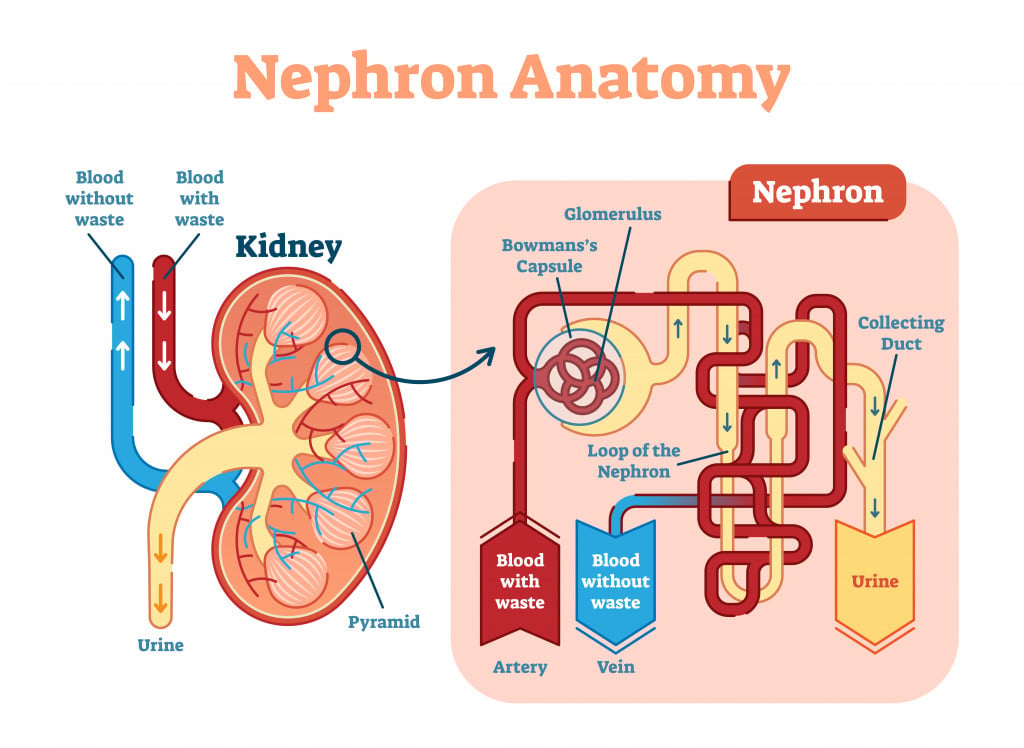 The nephron is the microscopic structural and functional unit of the kidney.