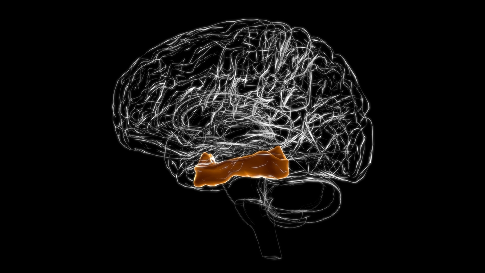 Brain,Fusiform,Gyrus,Anatomy,For,Medical,Concept,3d,Illustration