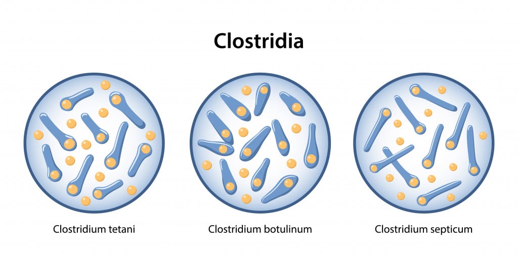 clostridia-figure-shows-three-examples-clostridium
