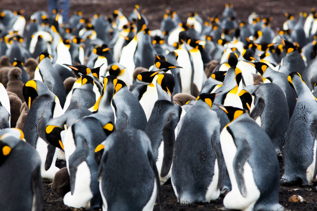 king-penguins-falkland-islands_t20_rOnoVw