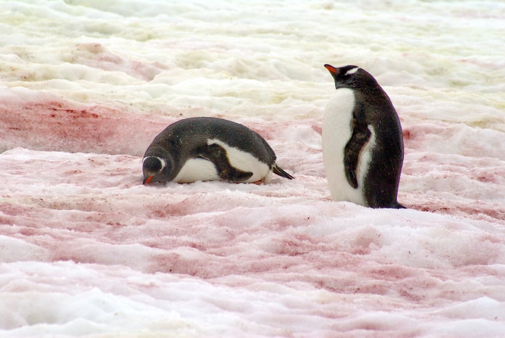 Gentoo,Penguins,On,Snow,Red,With,Algae,In,Antarctica