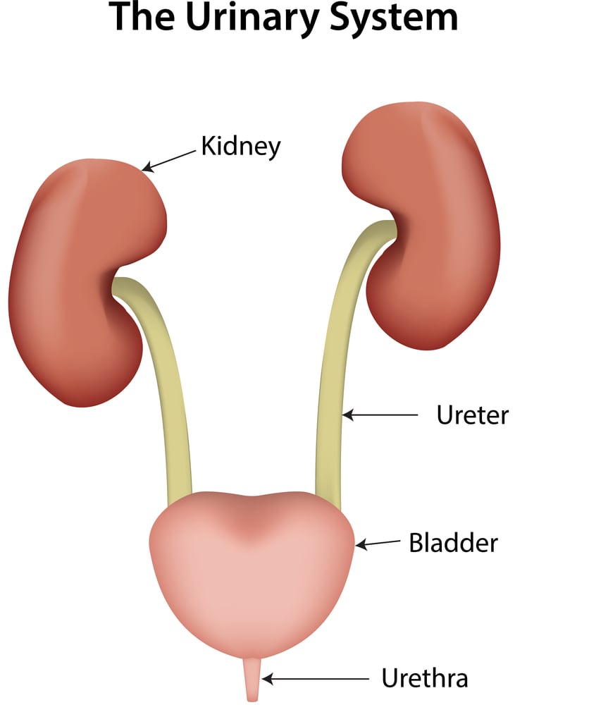 The,Urinary,System,Labeled