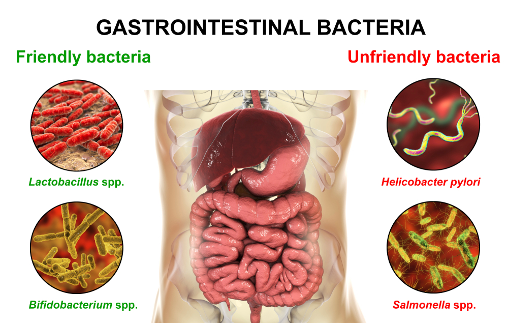 Friendly,And,Unfriendly,Gastrointestinal,Bacteria,,3d,Illustration.,Good,,Lactobacillus,And