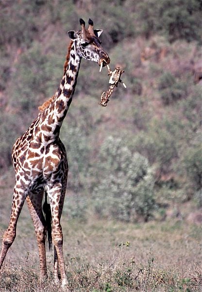 Girafa Masai comendo ossos