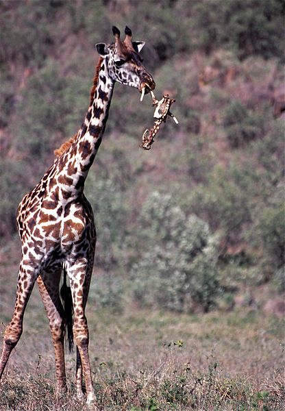 Girafa Masai comendo ossos