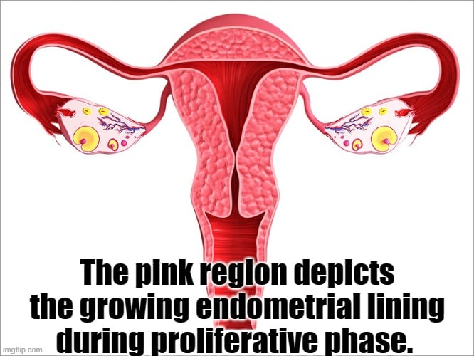 The pink region depicts the growing endometrial lining during proliferative phase meme