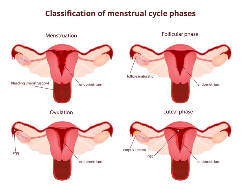 female reproductive system, the uterus and ovaries scheme, the phase of the menstrual cycle