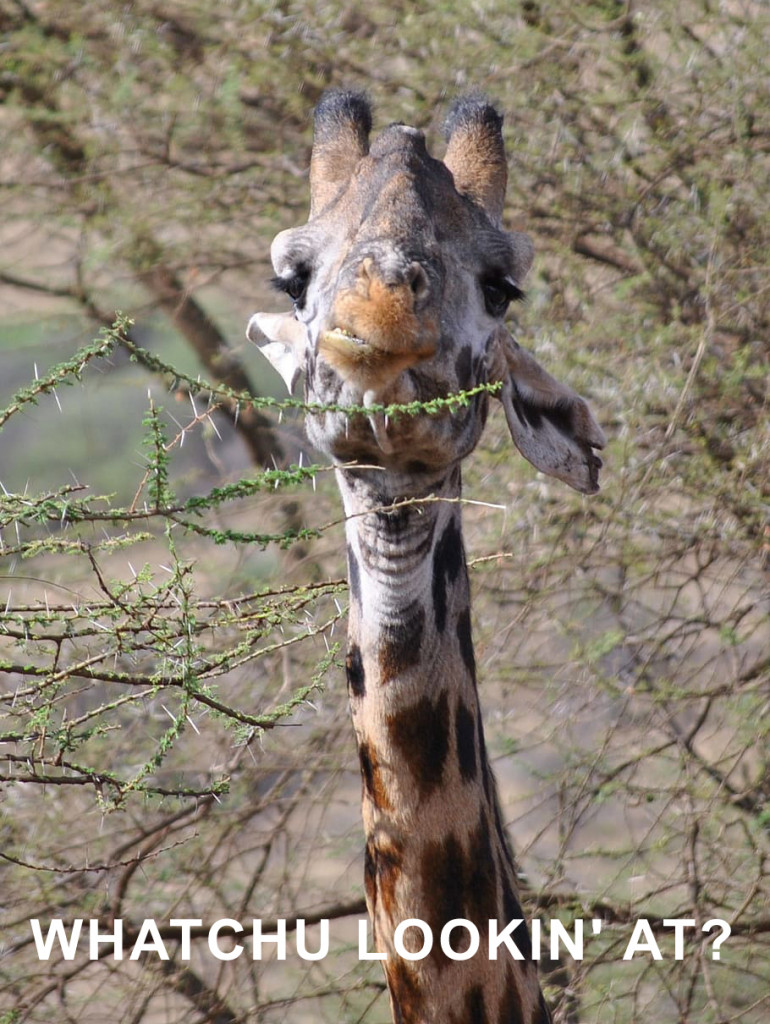 girafa-serengeti-áfrica-tanzânia
