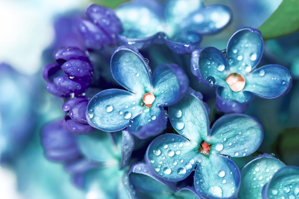 Blue,Lilac,Flowers,Closeup,With,Water,Drops