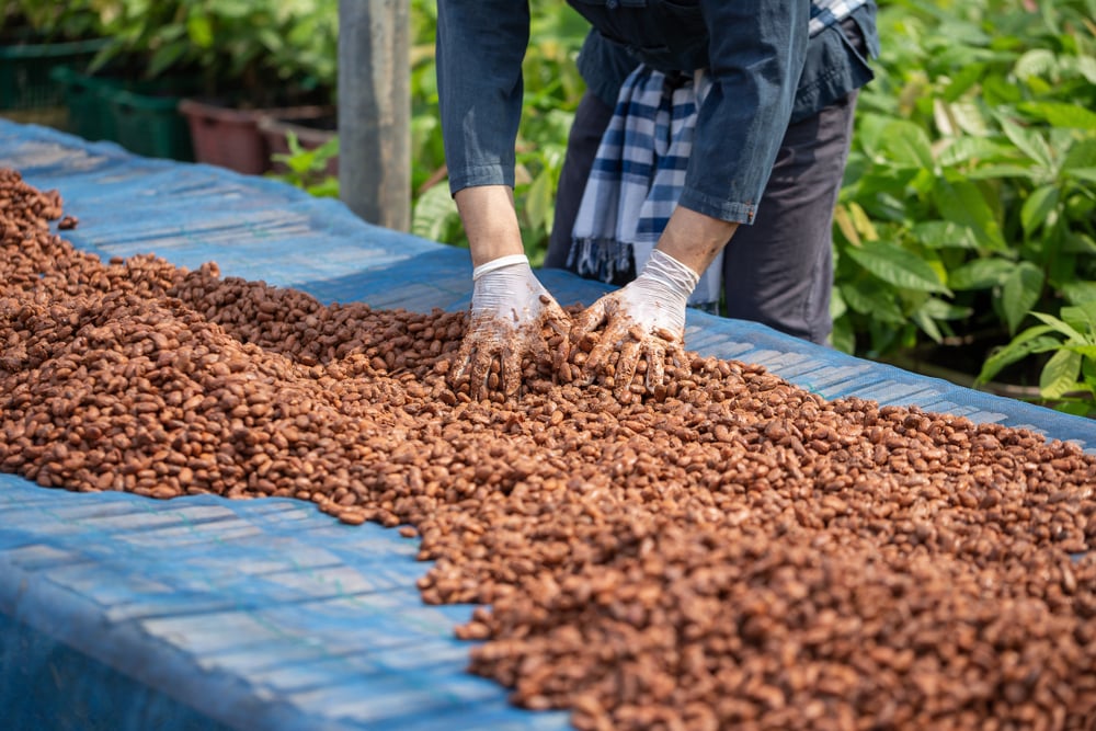 Cocoa,Beans,,Or,Cacao,Beans,Being,Dried,On,A,Drying