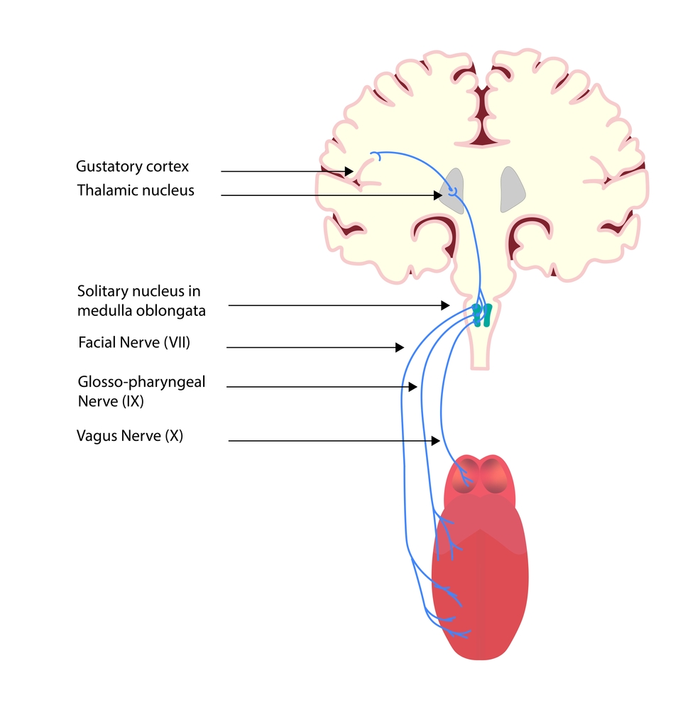 Gustatory,Pathway.,Anatomy,Structures,Of,Gustatory,Pathway