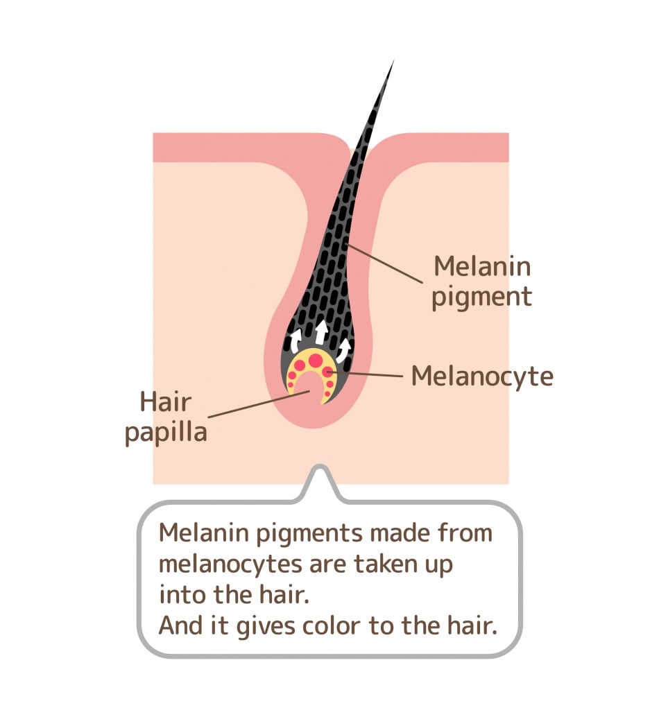 Mechanism of pigmented hair vector illustration