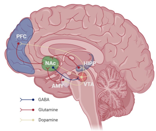 The posterior medial frontal cortex lies in the middle portion of the prefrontal cortex (denoted by PFC in the above figure).