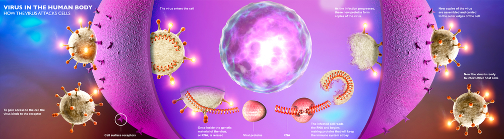 Propagation,Of,The,Virus,In,The,Human,Body.,How,Coronavirus