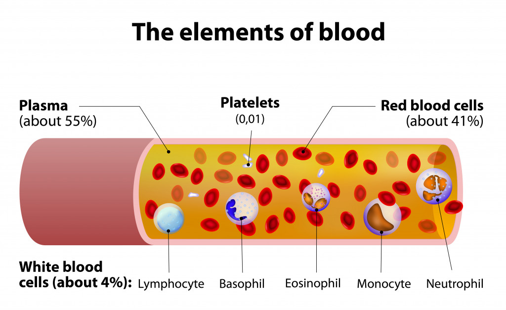 The elements of blood. blood vessel cut section.