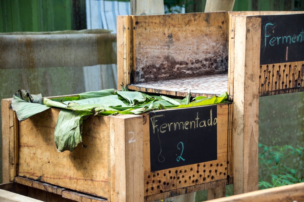 Processing,The,Cocoa,Beans,Before,Drying.,Costa,Rica.,November,2017