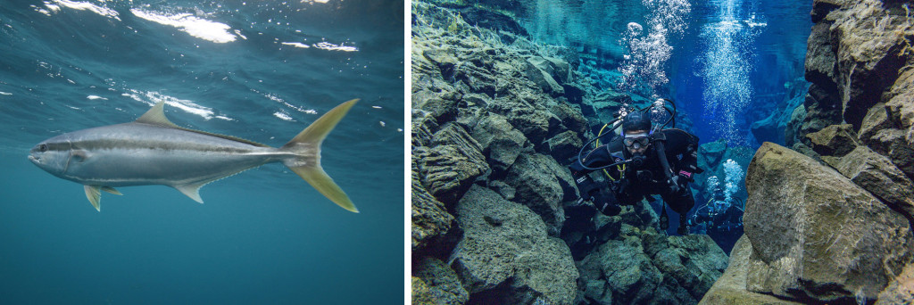 A yellowtail kingfish on the left and some scuba divers, diving at a seamount on the left