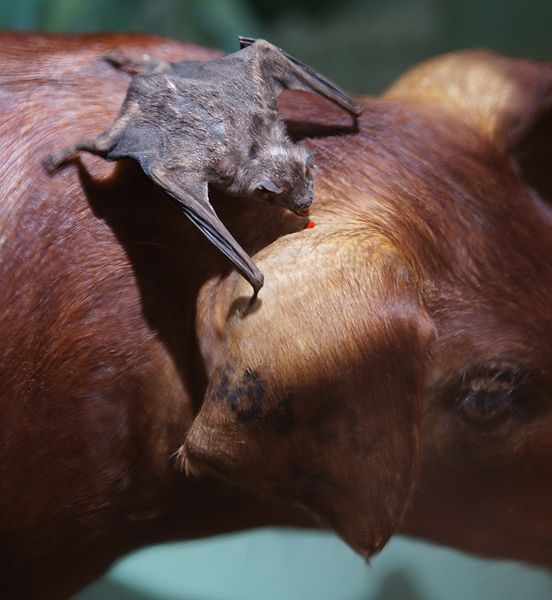 Desmodus rotundus feeding