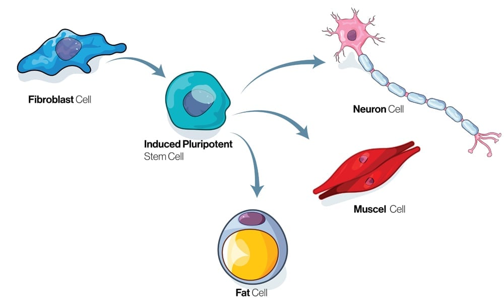 Fibroblast,Cell,Differentiation,Pathway,Illustration,Or,Cellular,Reprogramming.